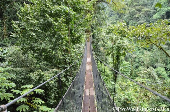 Rainmaker-Hanging-Bridge