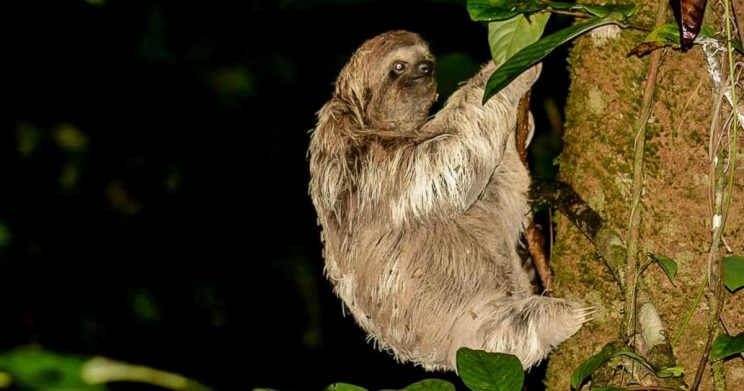 night-tour-to-rainmaker-park-costa-rica-jade-tours-costa-rica-9965