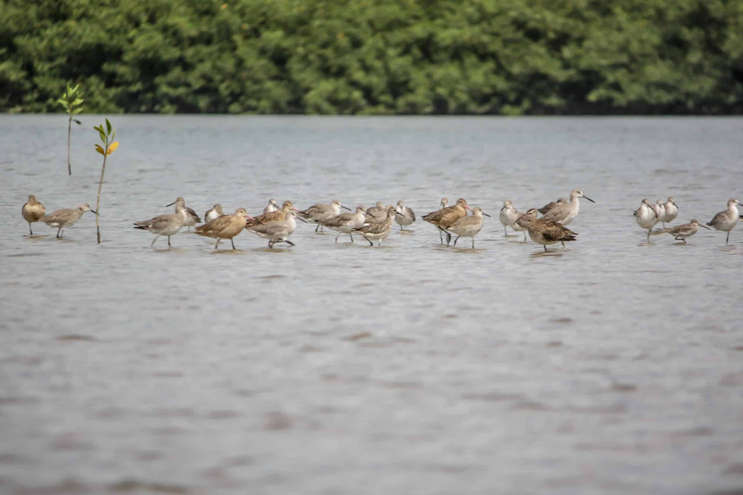Rafting-costa-rica-0589web_-scaled