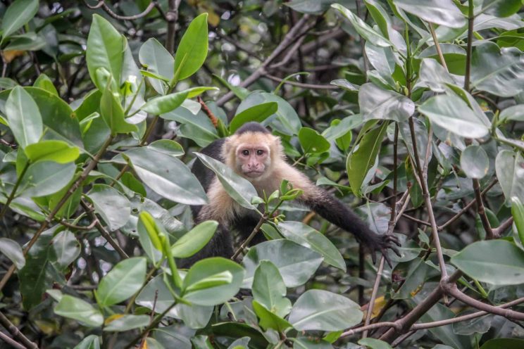 Rafting-costa-rica-0598web_-scaled