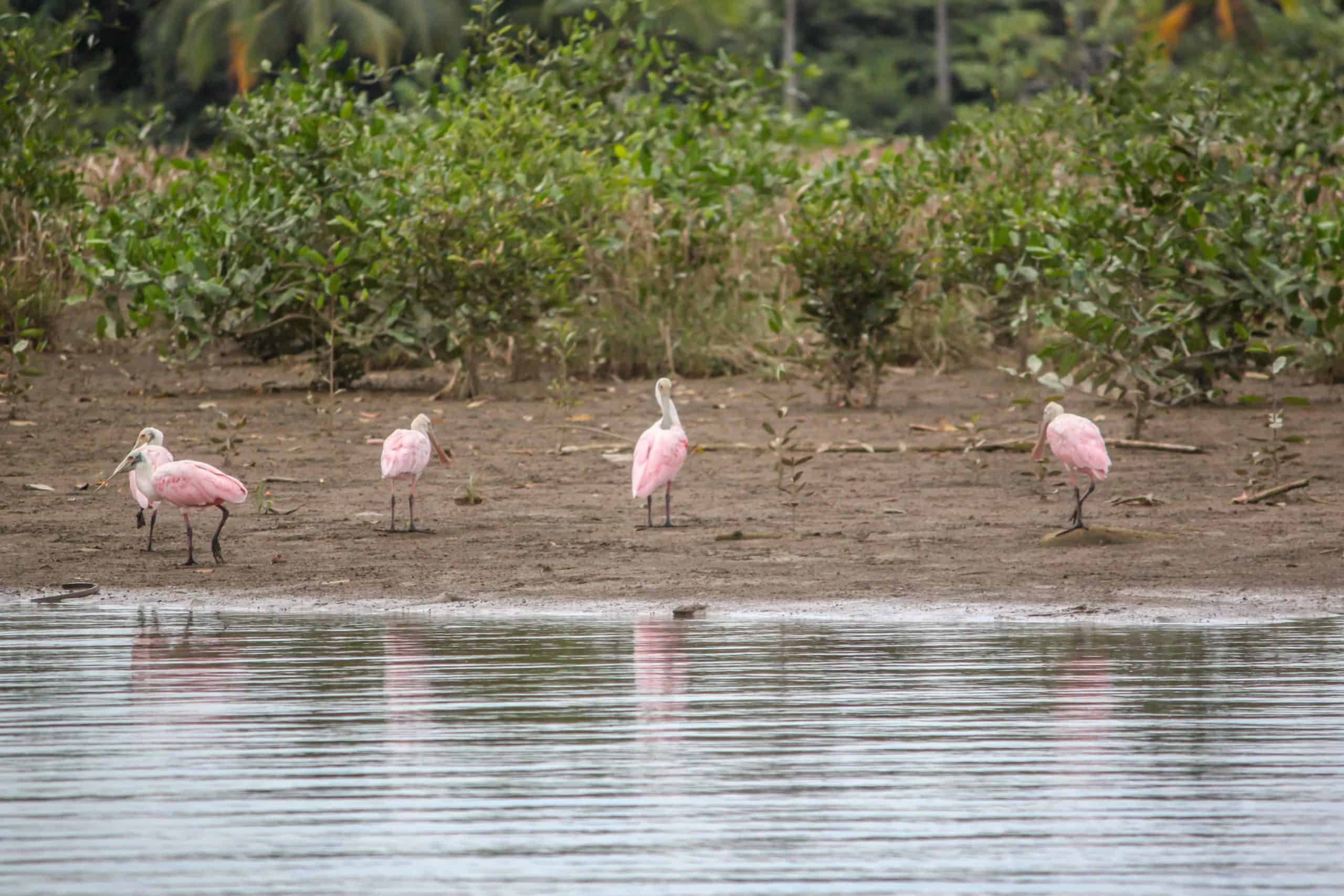 Rafting-costa-rica-0617web_-scaled