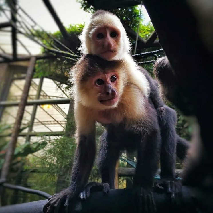 50570763_2545642482153159_1194151919338127360_n