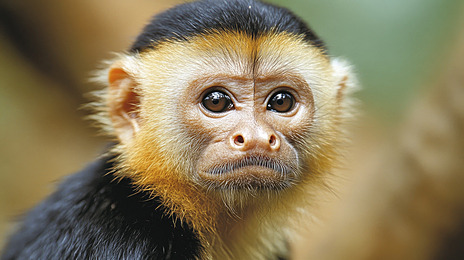 closeup of capuchin monkey face with blur green nature background