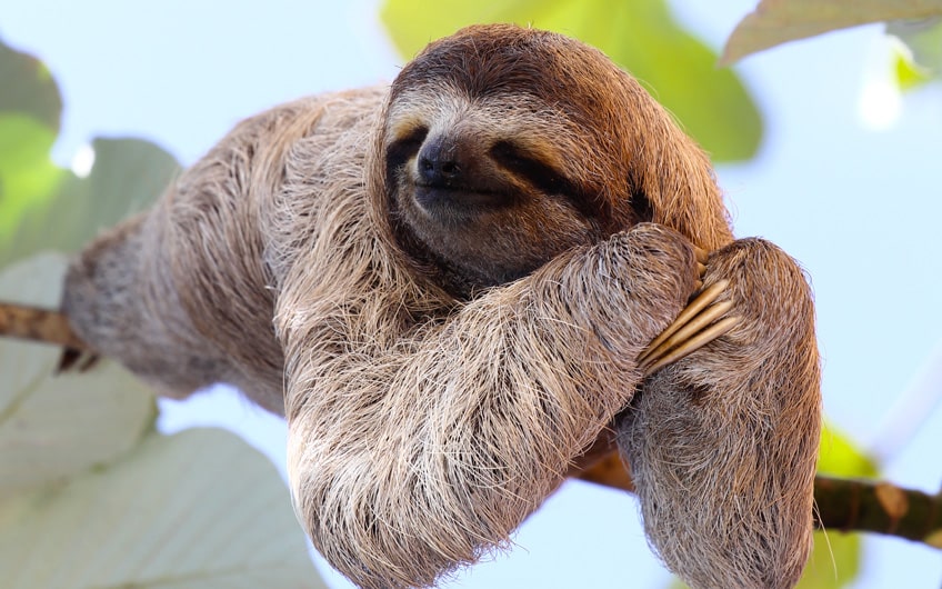 Sloths, Wildlife & making tortillas